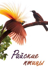  Райские птицы Birds of Paradise 